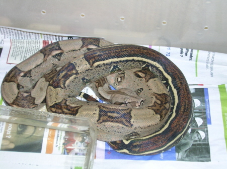 Female Strippe