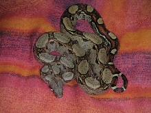 Male Square-tail