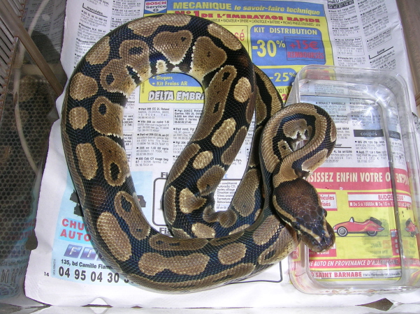 Little female for 2007