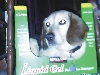 Boomer in Shortie's box