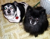 Darby & Shortie
