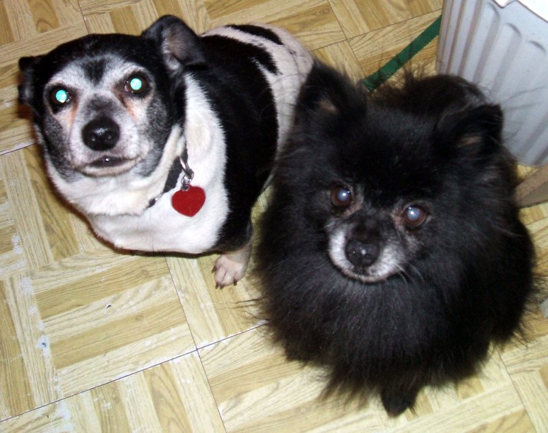 Darby & Shortie