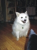 Miss Molly