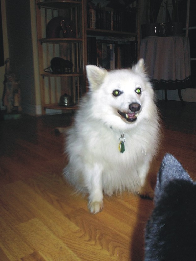 Miss Molly