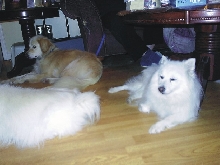 Shadow & Jasper