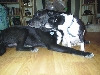 Percy & Shortie