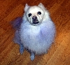 Bingo after his Gentian bath