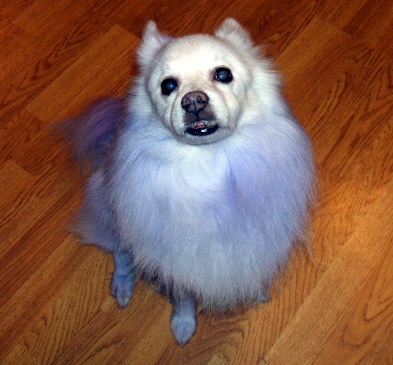 Bingo after his Gentian bath