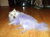 Purple Bingo