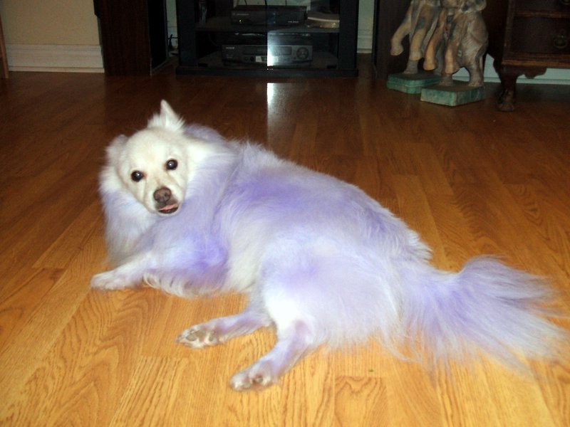 Purple Bingo