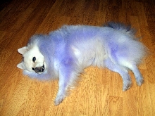 Bingo the purple people eater