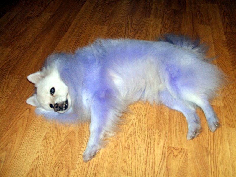Bingo the purple people eater