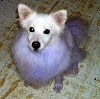 Skye, our purple princess