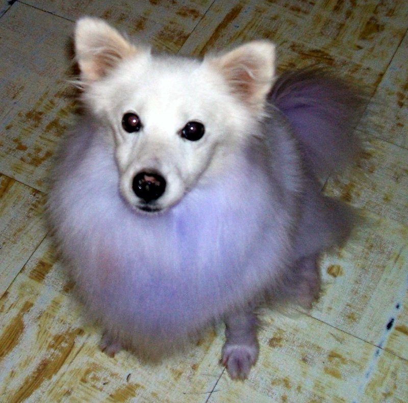 Skye, our purple princess