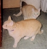 Sassy and Sister