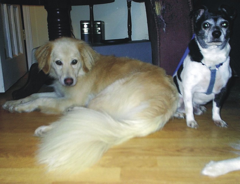 Shadow & Shortie