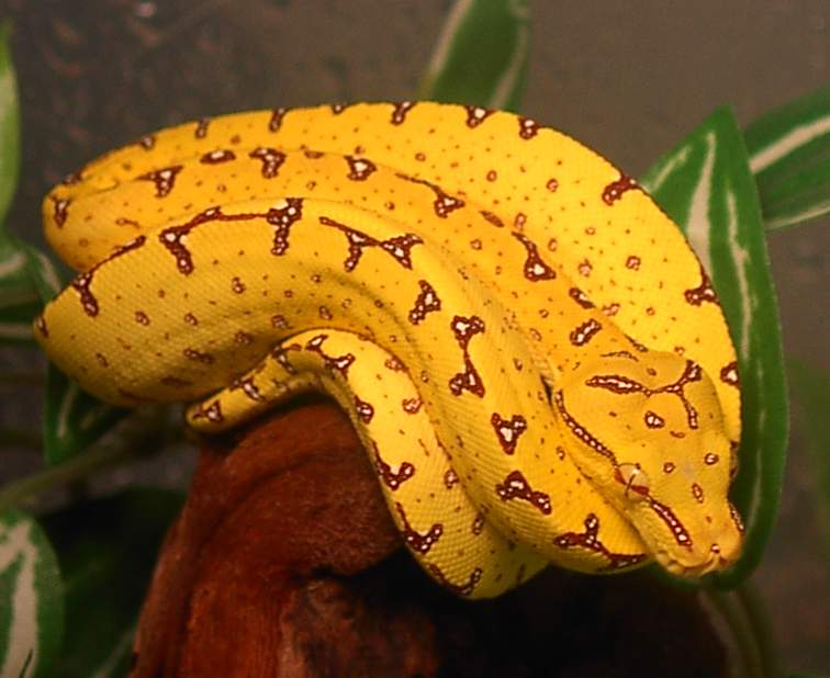My Nabire baby GTP