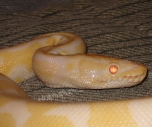 BINDI