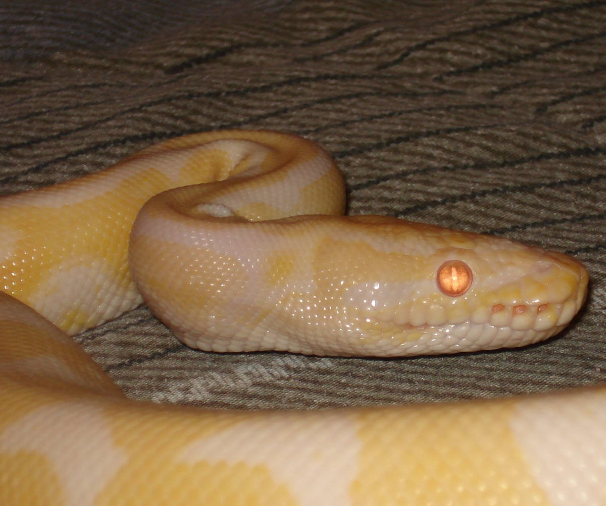BINDI
