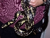 Female Galaxy Bullsnake