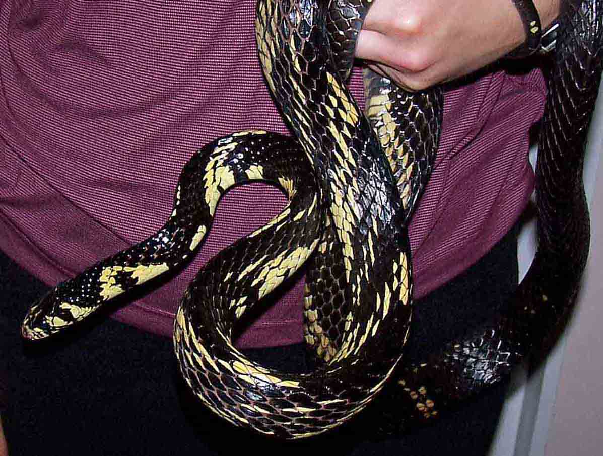 Female Galaxy Bullsnake