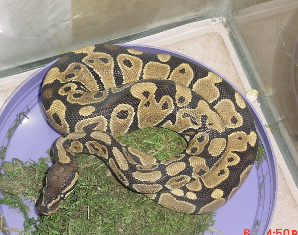 ball python