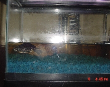my turtle