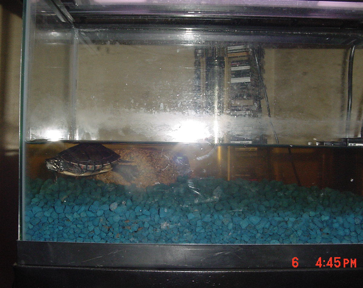 my turtle