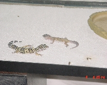 leopards