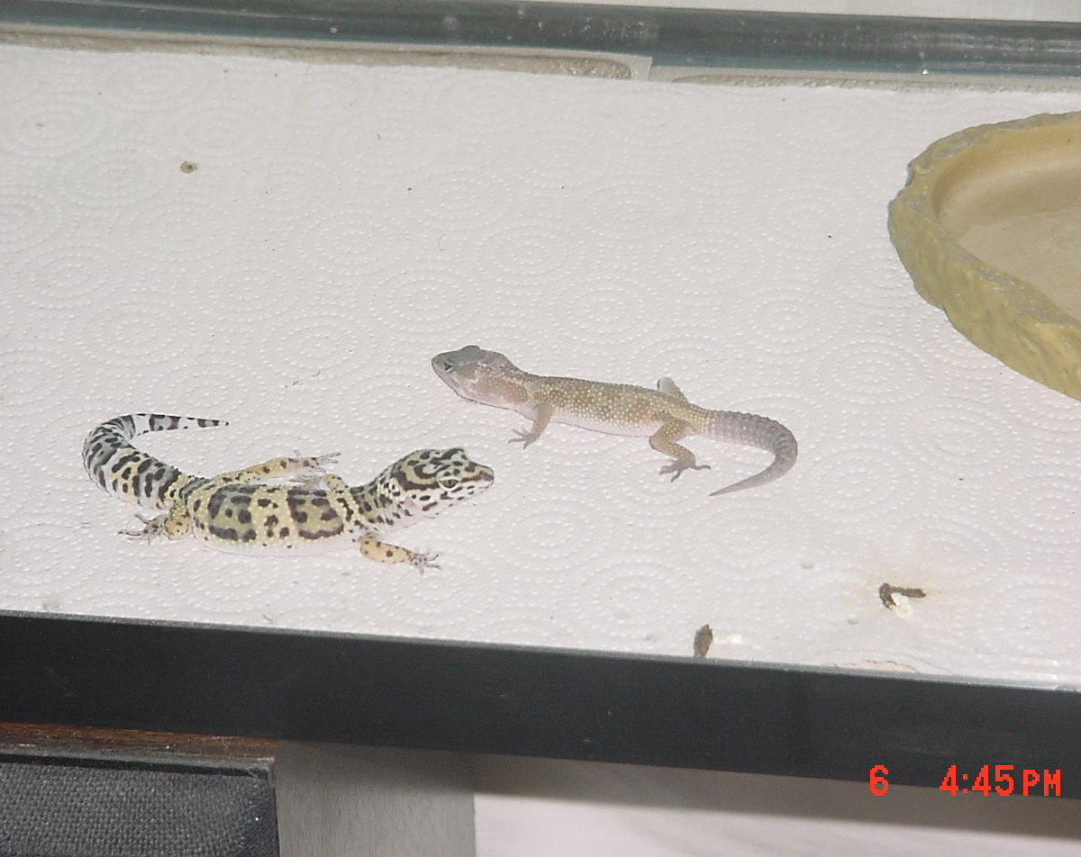 leopards