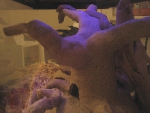 Jose' on tree sculpture