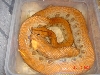 Hypo male