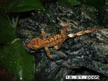 New Gecko!
