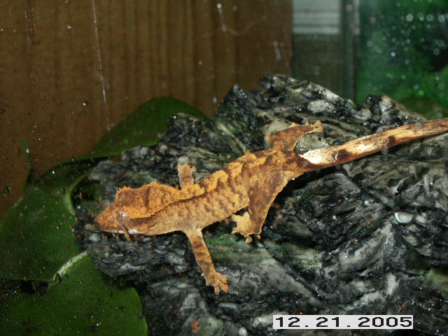 New Gecko2!