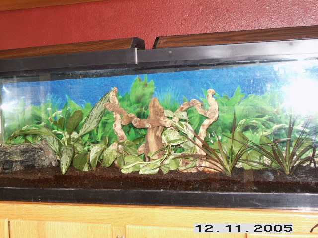 Viv for crestie