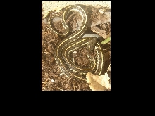 December 5 Garter Snake
