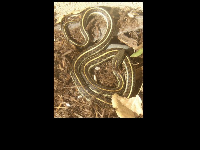 December 5 Garter Snake