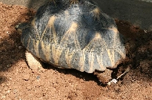 Radiated laying
