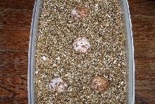 Radiated eggs