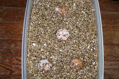 Radiated eggs