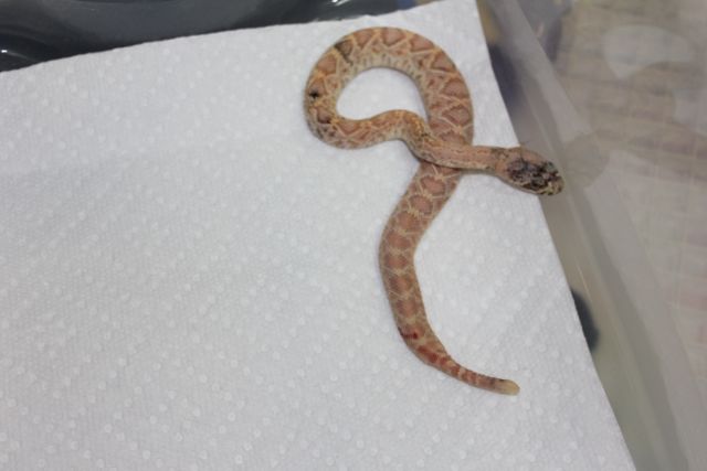 Calico EDB 4