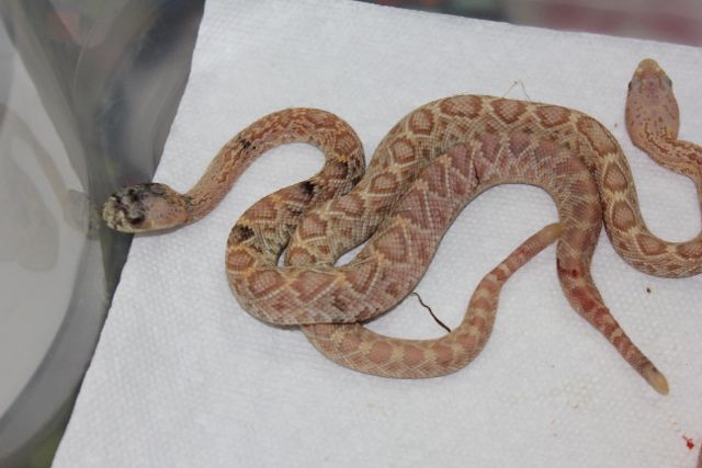 Albino Calico EDB 1