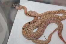 Paradox Albino Eastern Diamondback 1