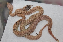 Albino Calico Eastern Diamondback 3