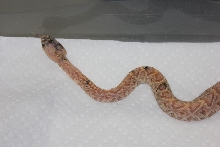 Calico Eastern Diamondback 5