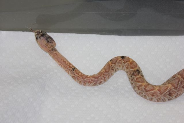 Calico Eastern Diamondback 5