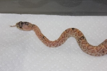 Calico Albino EDB 6