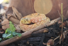 Paradox Adamanteus