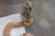 New Eastern Diamondback Morph?