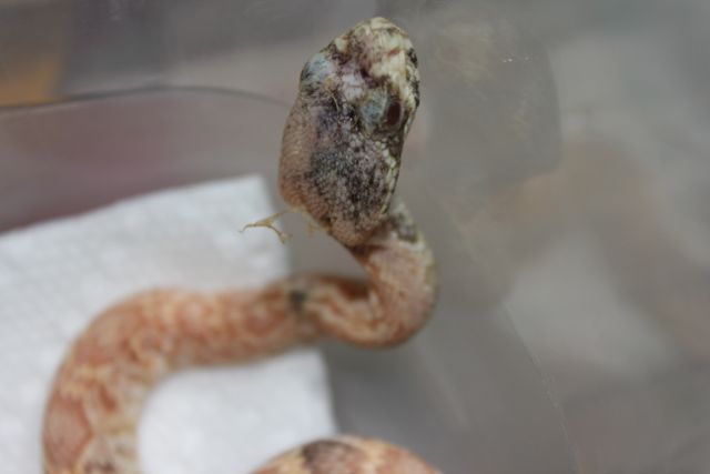 New Eastern Diamondback Morph?